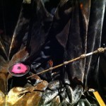 The Deathly Hallows at 'Harry Potter: The Exhibition' in Sydney